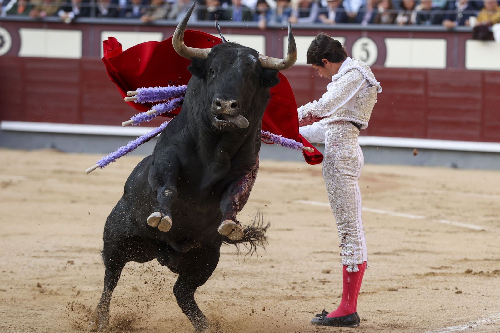 Con hieráticos estuarios inició Sebastián Castella su triunfal faena a ‘Rociero’, un bravo ‘jandilla’ que se fue sin las orejas al desolladero.