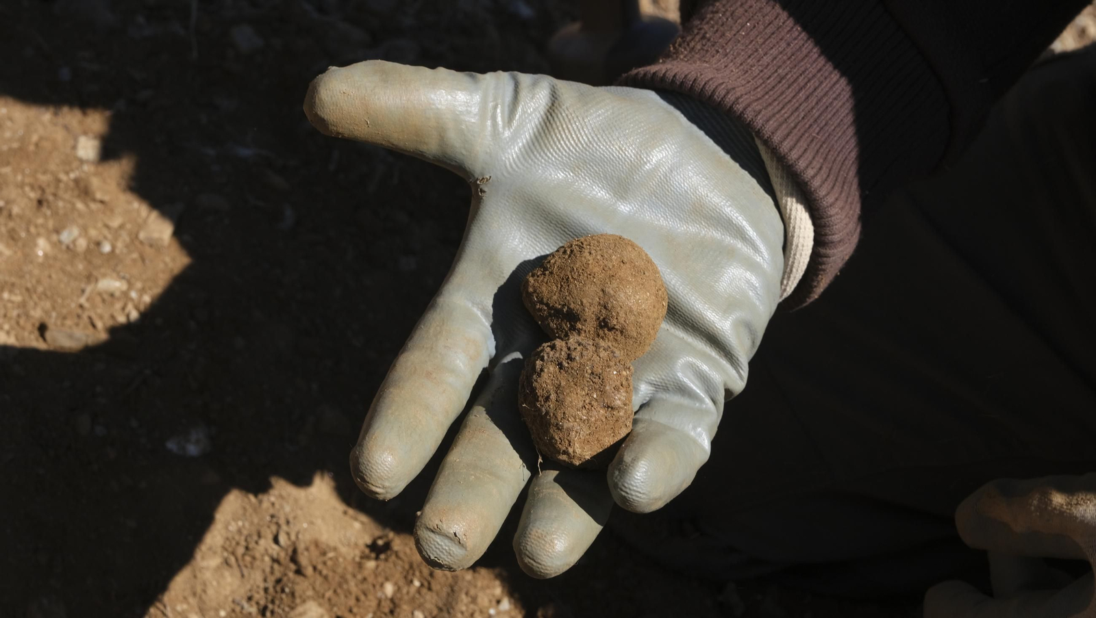 La trufa negra, el tesoro oculto de Laujar, en imágenes