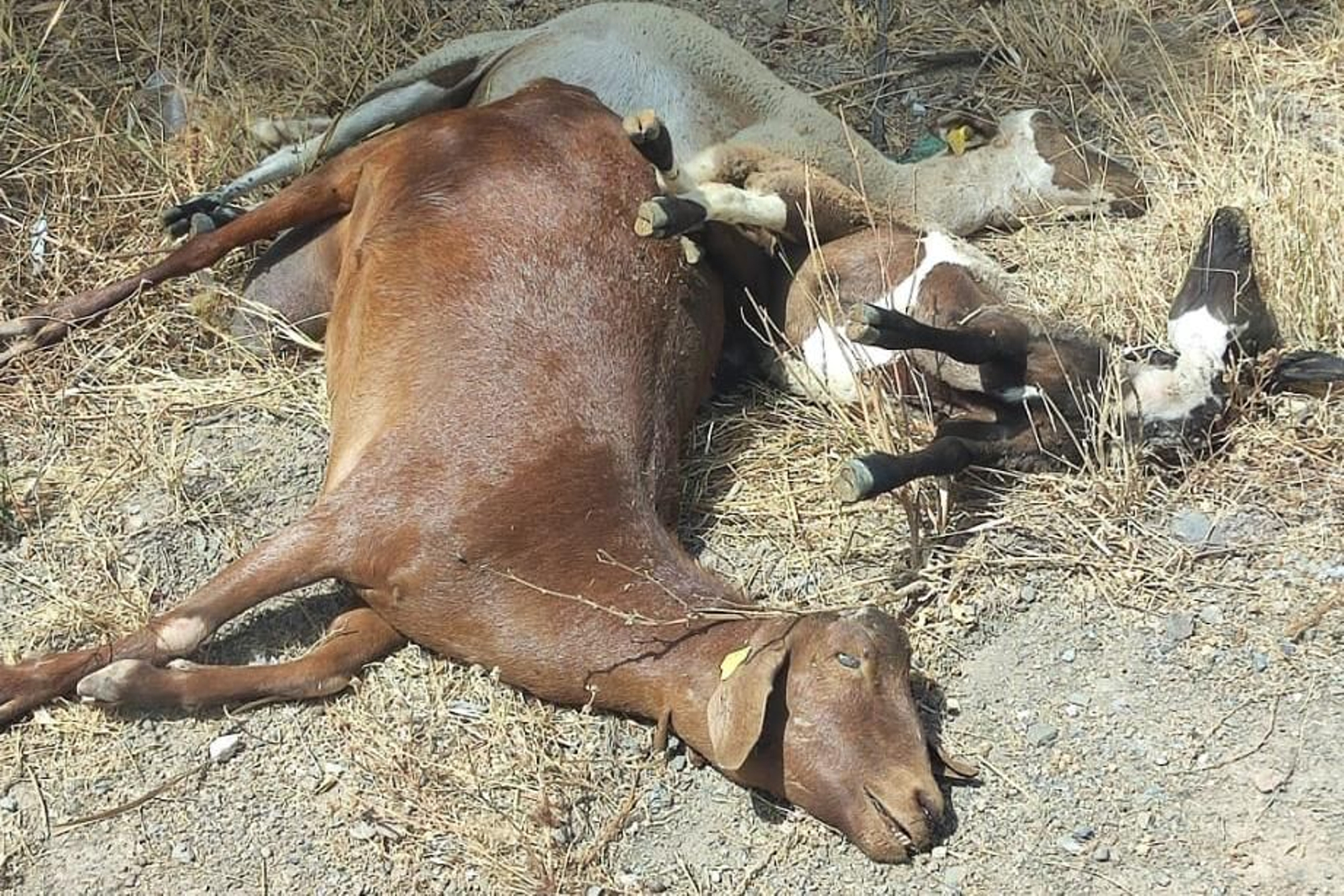 Imágenes de cabras afectadas por la lengua azul.