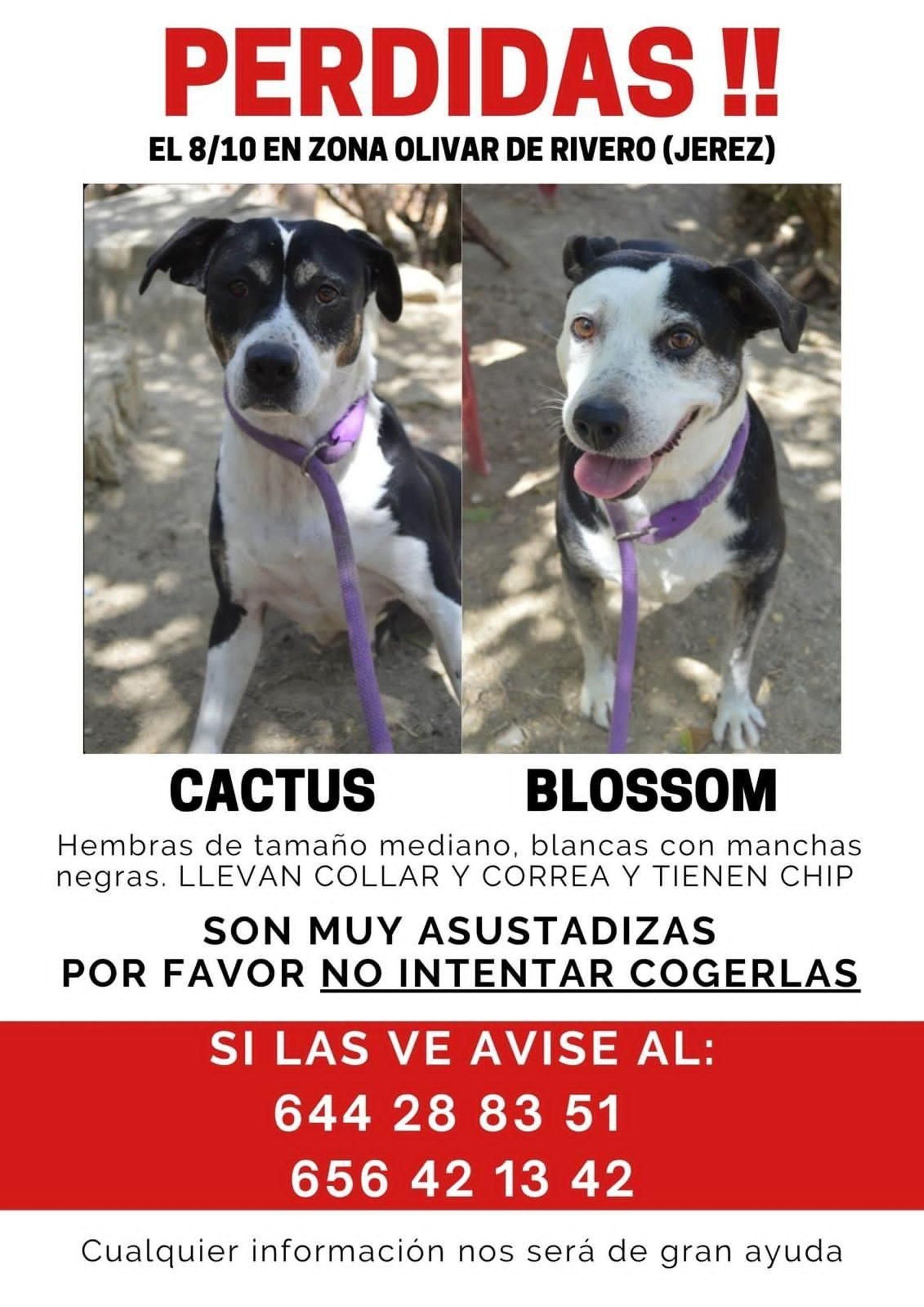 Información que facilita la protectora 'No me abandones' sobre las perras perdidas en Jerez.