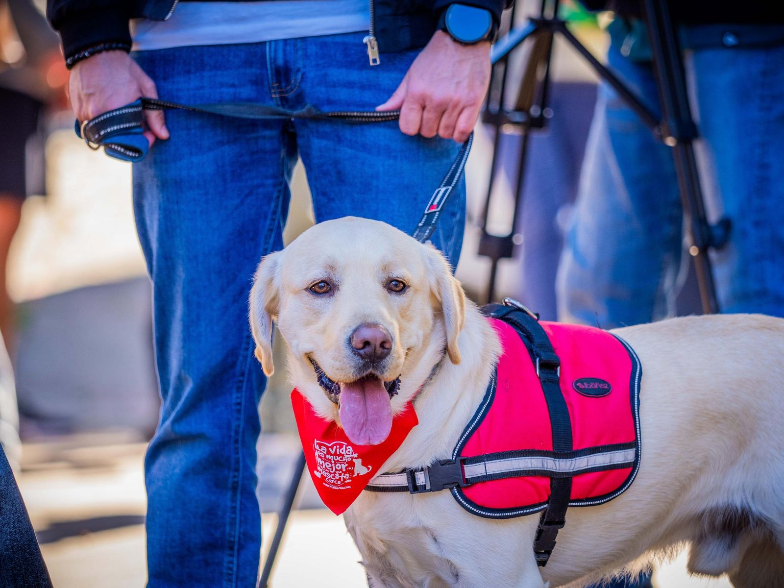 Las imágenes de San Antón 2025 en San Fernando