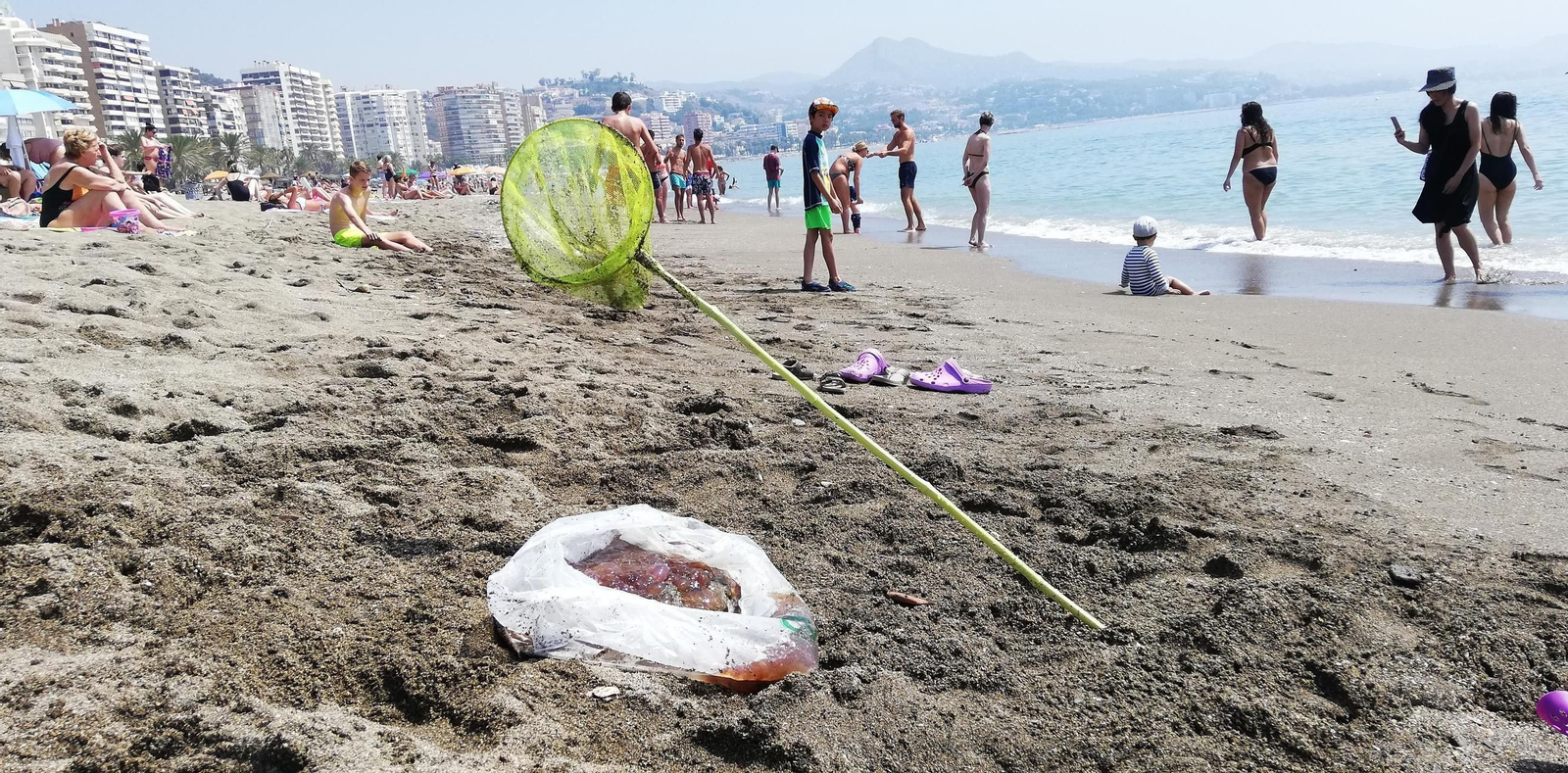 Medusas recogidas el pasado viernes en La Malagueta Medusas recogidas el pasado viernes en La Malagueta