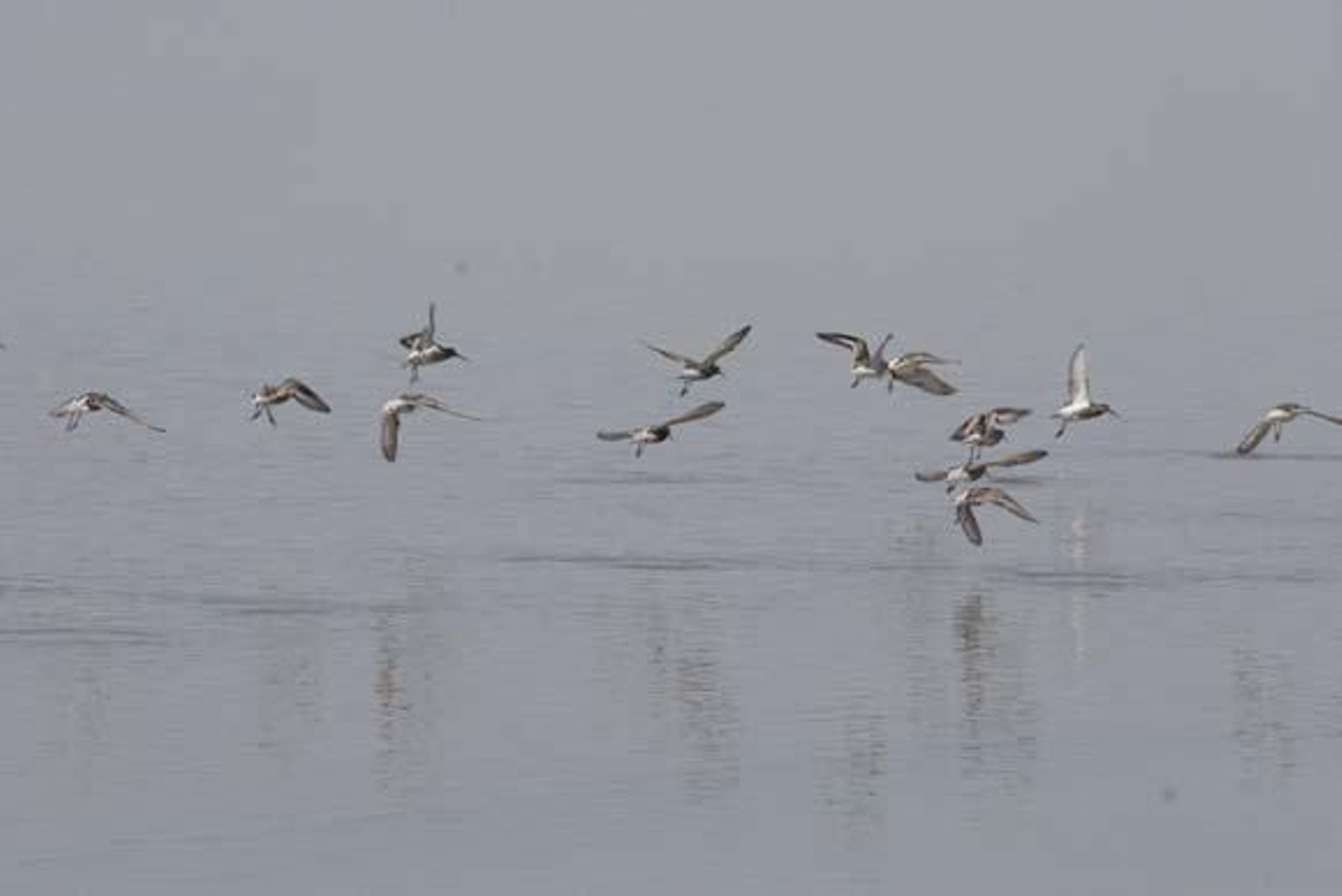 La Junta ejecuta un proyecto para ampliar la explotación de las salinas en El Puerto y la zona de nidificaciones


Foto: Andres Mora
