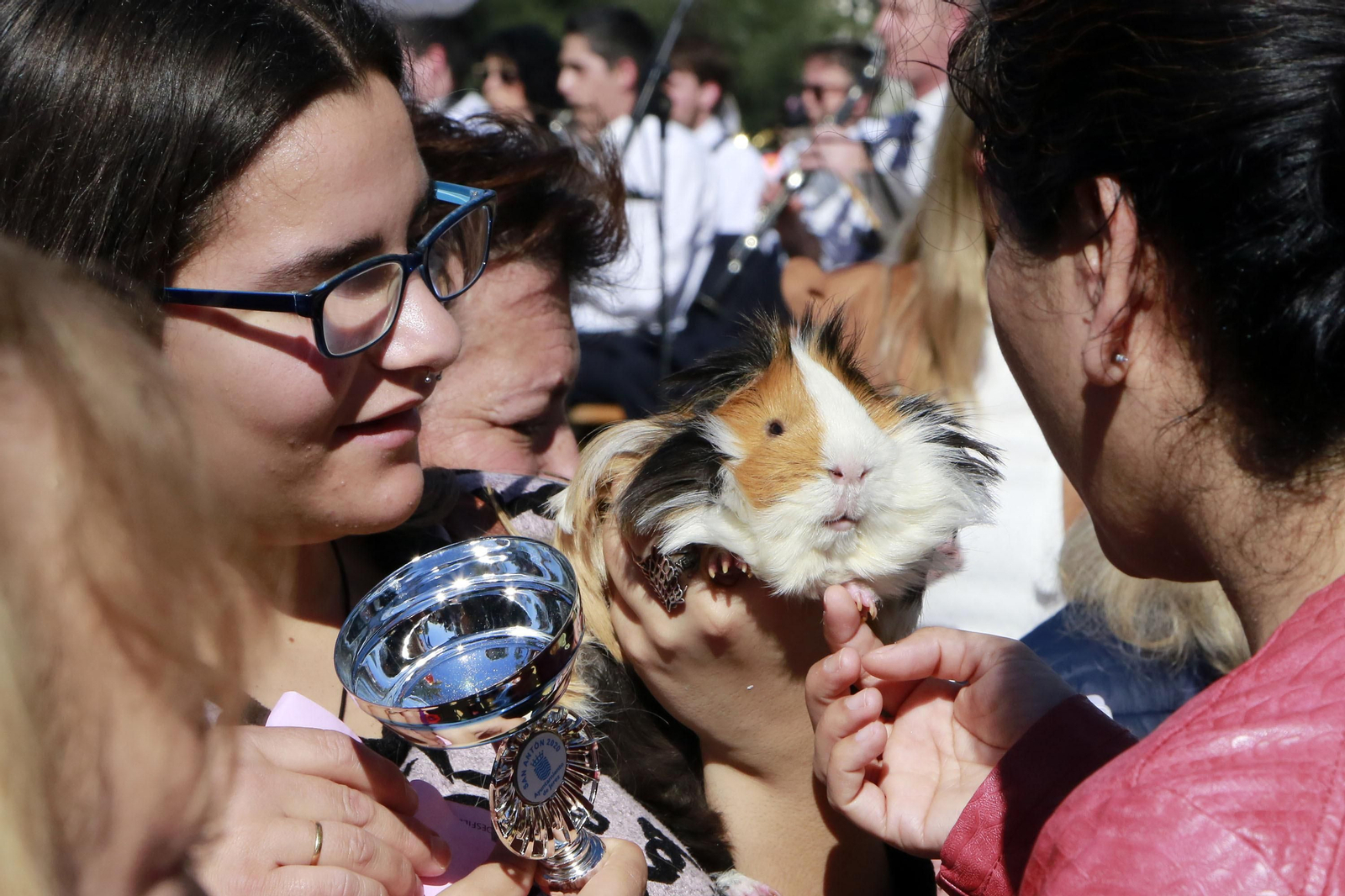 Imágenes de San Antón 2020 en Jerez