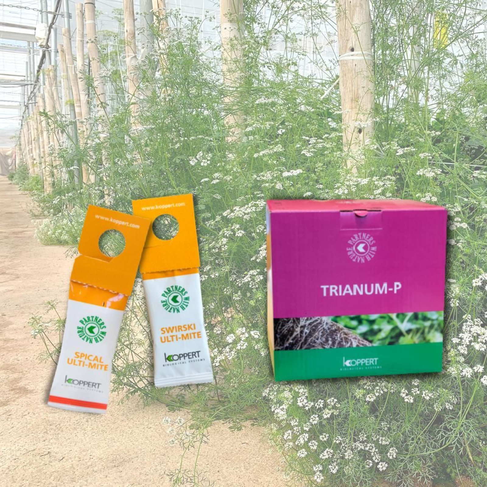 Sobres Ulti-Mite y el biofungicida Trianum para hacer frente a la ola de calor.