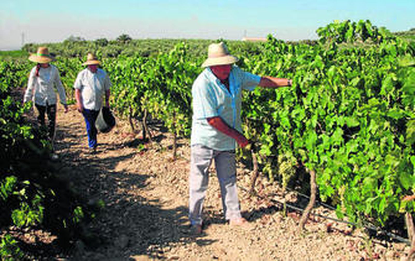 Recogida de uva en el marco de la denominación de origen Montilla-Moriles.