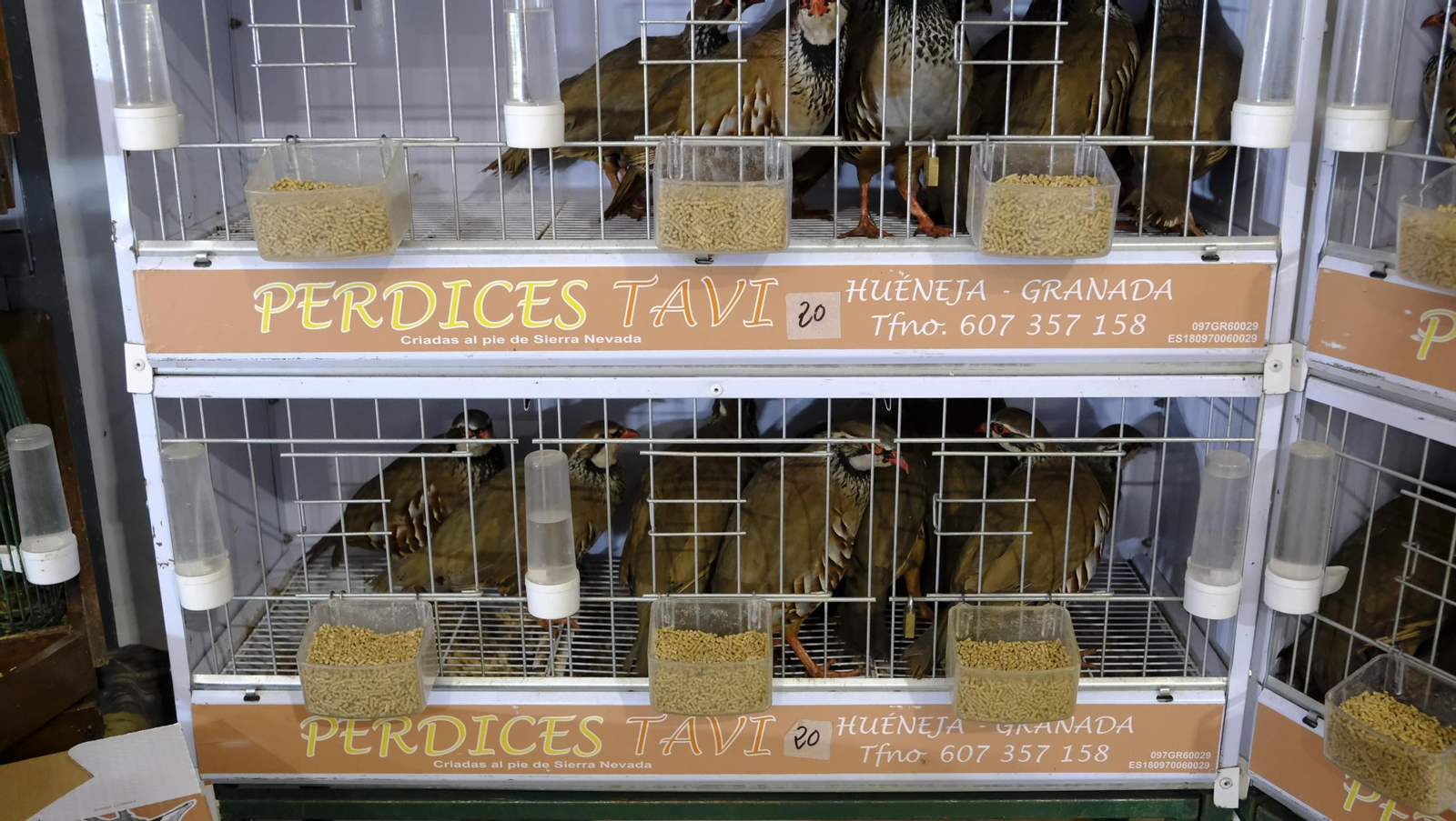 Las fotos de la Feria del Ganado y del Pájaro Perdiz en Albox