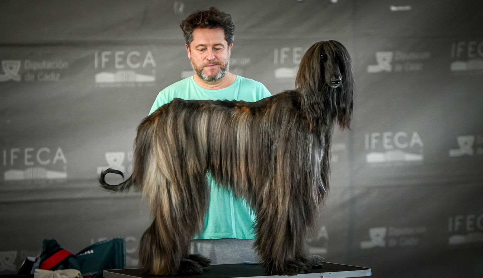 Espectacular exposición canina en Ifeca Jerez, en imágenes