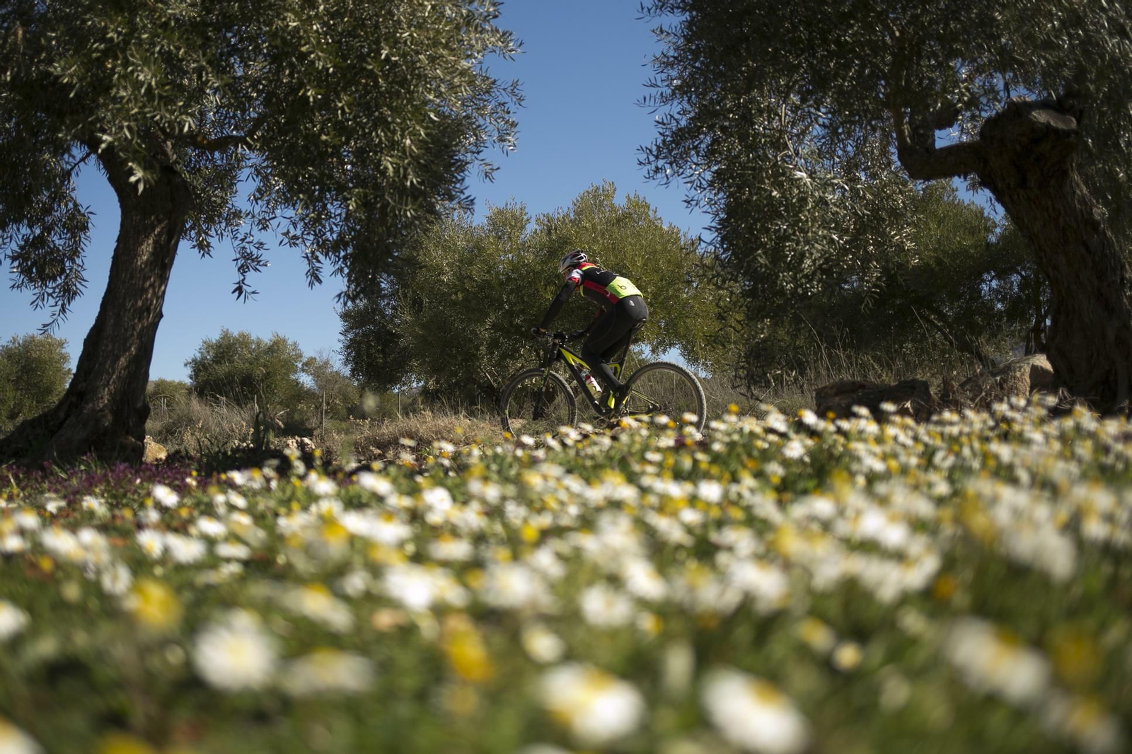 Imágenes de la primavera adelantada en Málaga