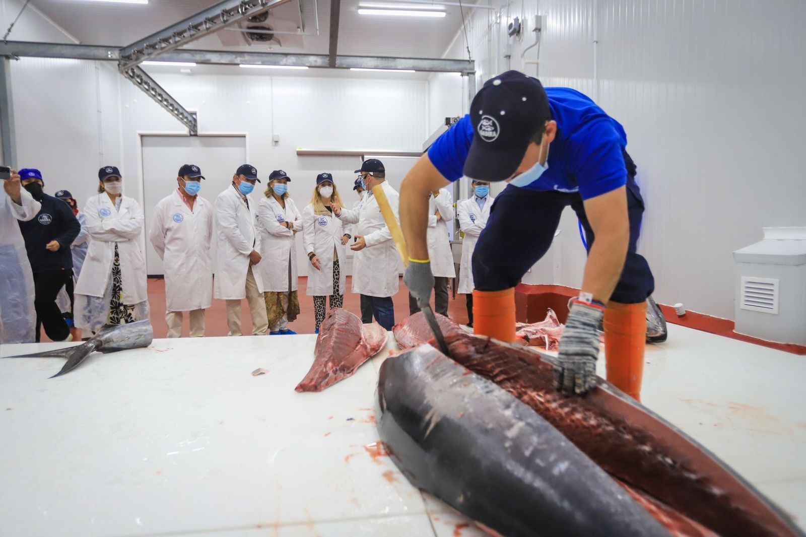 Responsables institucionales y de Gadira presenciaron la labor de ronqueo de un atún capturado en la almadraba.