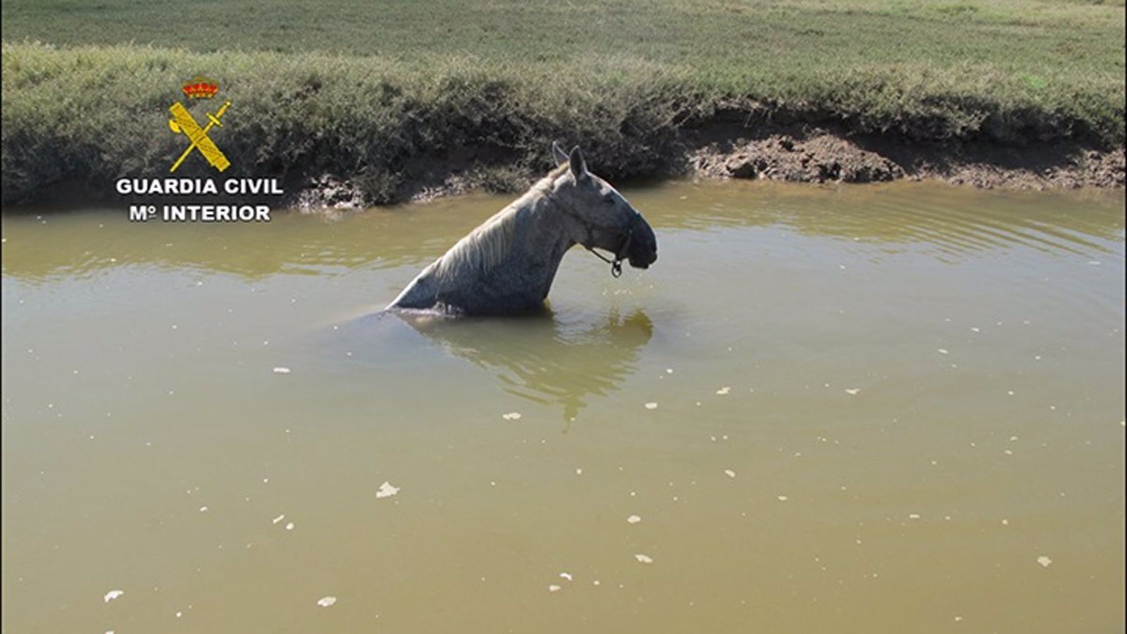Rescatan a un caballo tras caer en un caño de las marismas del río Piedras