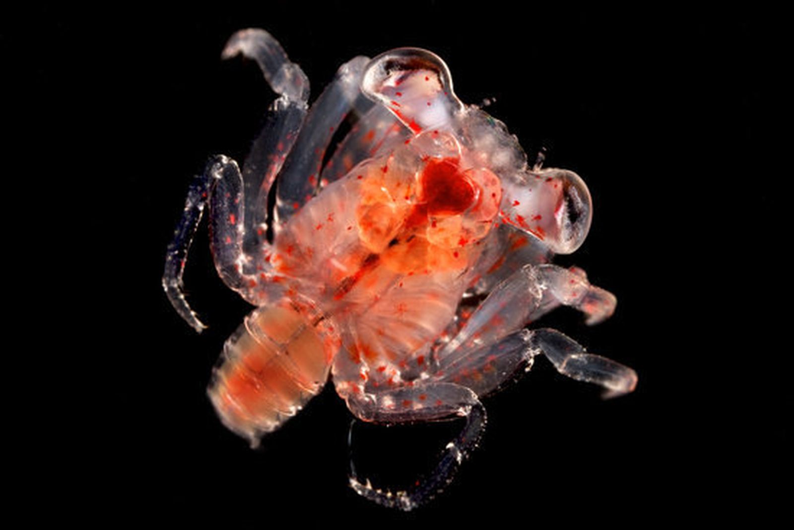 Otro de los ejemplares que se hallan en esas capas de agua.  Foto: Fotografía cedida por JOAN COSTA