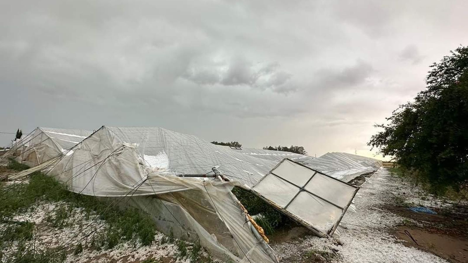 Destrozos en una plantación tras la granizada caída ayer jueves durante poco más de diez minutos en Los Palacios.
