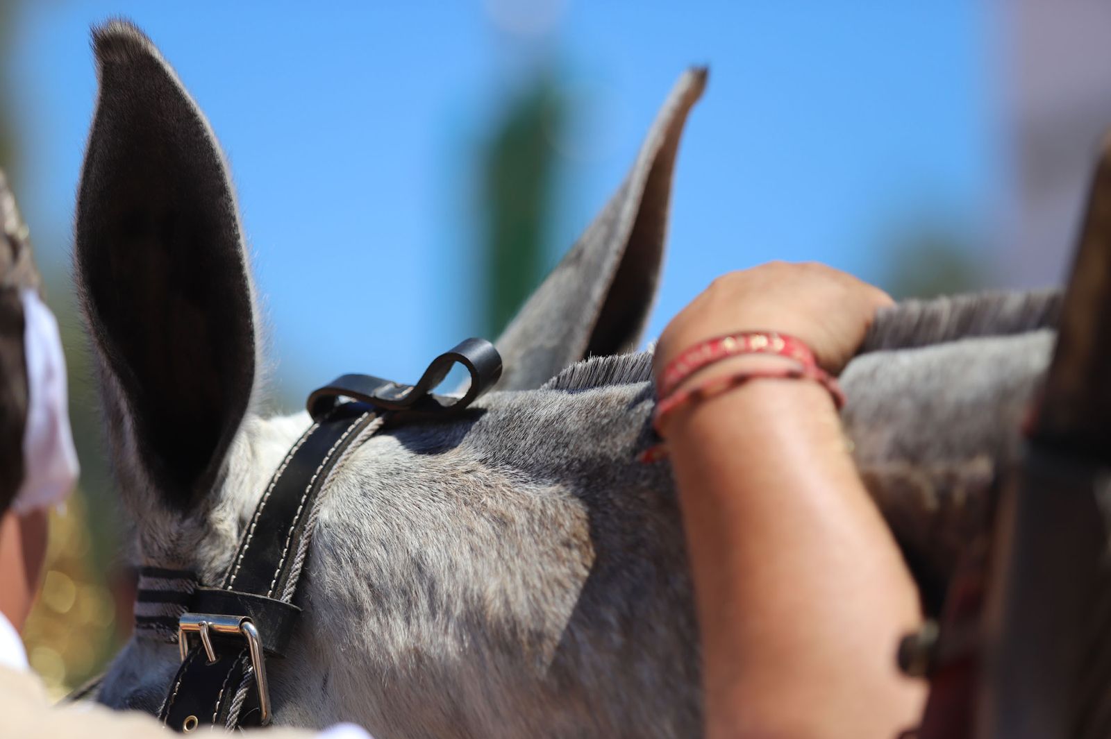 Imágenes de la presentación de las hermandades filiales ante la Virgen de Montemayor