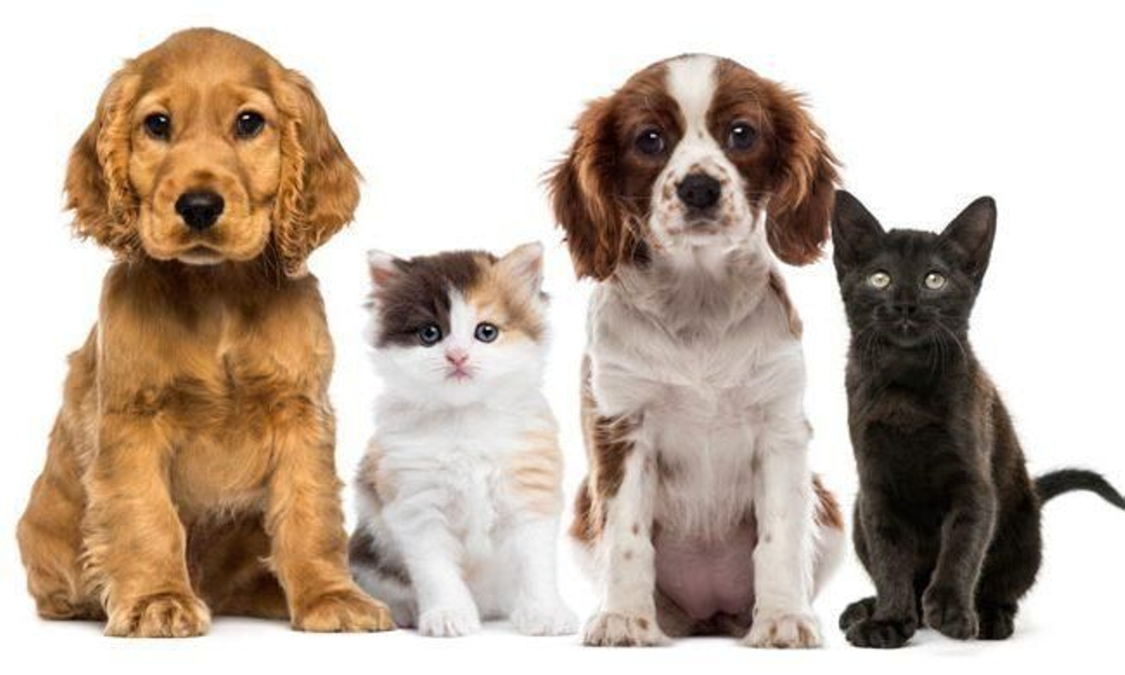 Este es el número máximo de mascotas que se permitirá tener con la Nueva Ley de Bienestar Animal