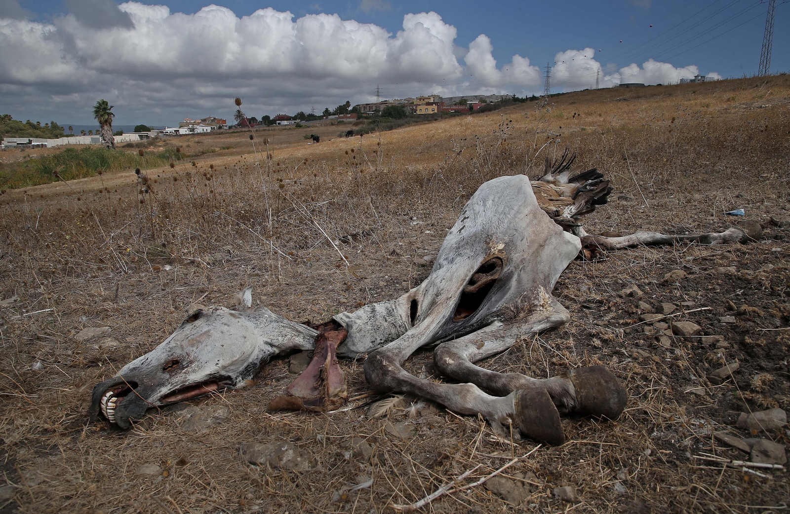 Imágenes de los nuevos cadáveres de caballos en el muladar ilegal de Pajarete en Algeciras