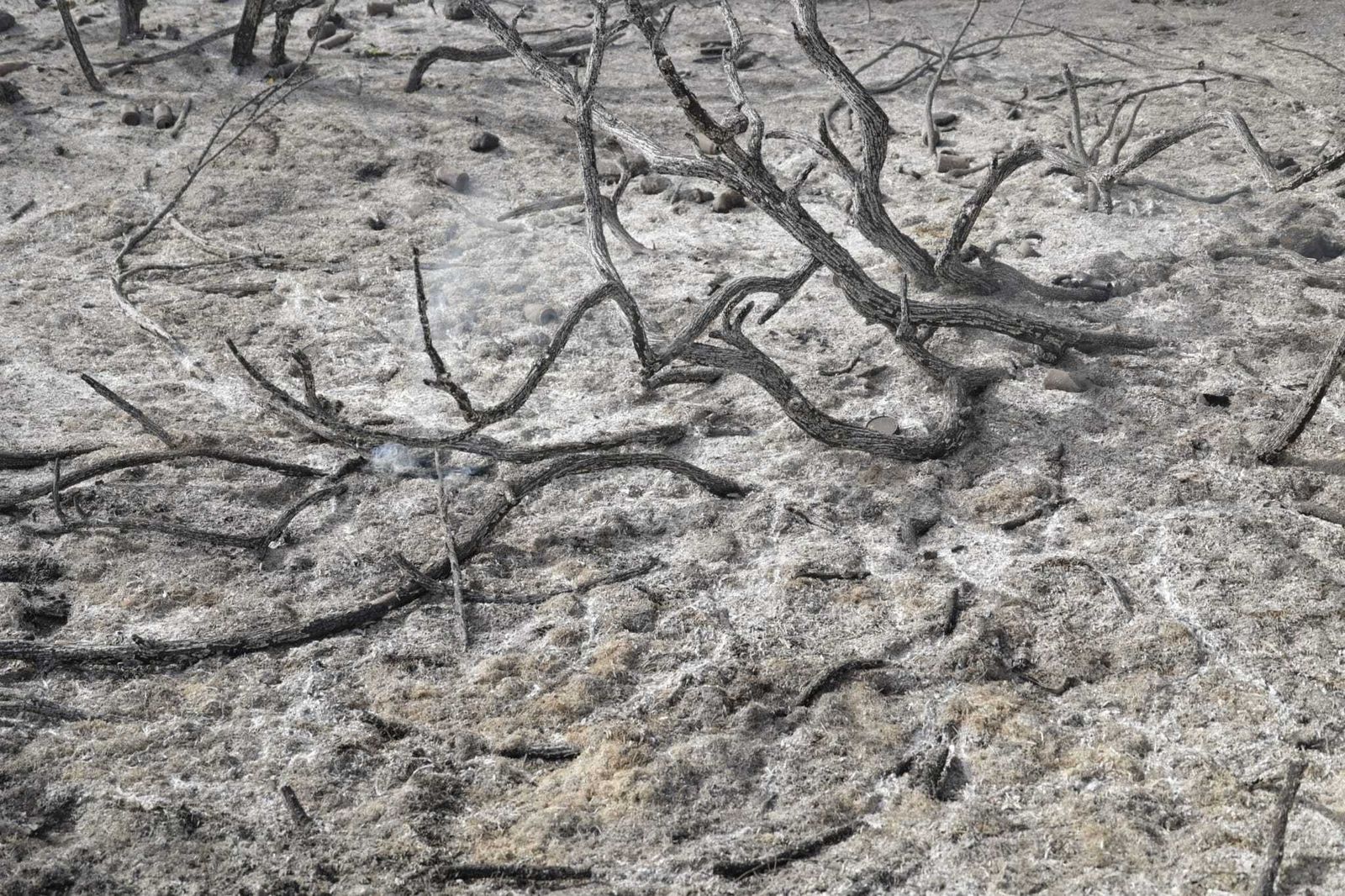 Imágenes del incendio en el Tiro Pichón