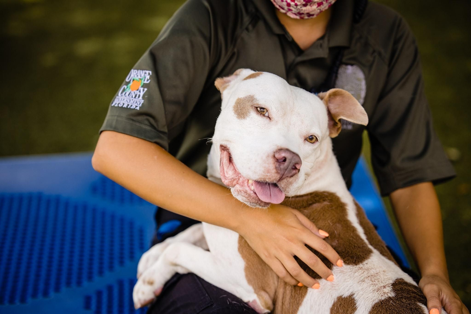 Rechazan a esta pitbull 2 veces y por fin encuentra un hogar definitivo Rechazan a esta pitbull 2 veces y por fin encuentra un hogar definitivo
