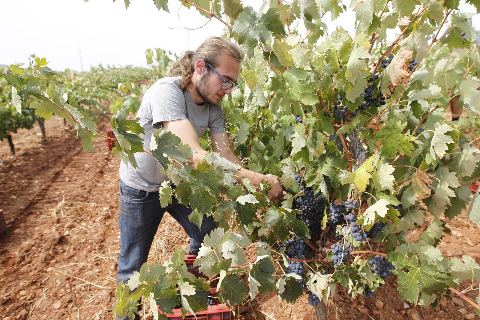 Cultivo ecológico en el Valle del Andarax