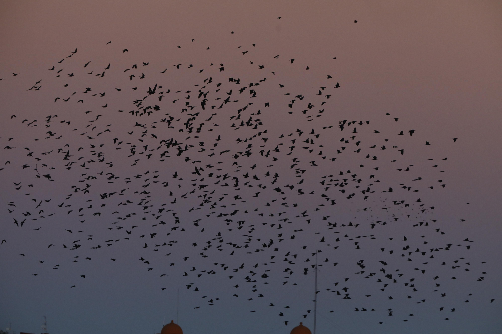 Las aves que habitan en Los Sotos de la Albolafia de Córdoba, en fotografías