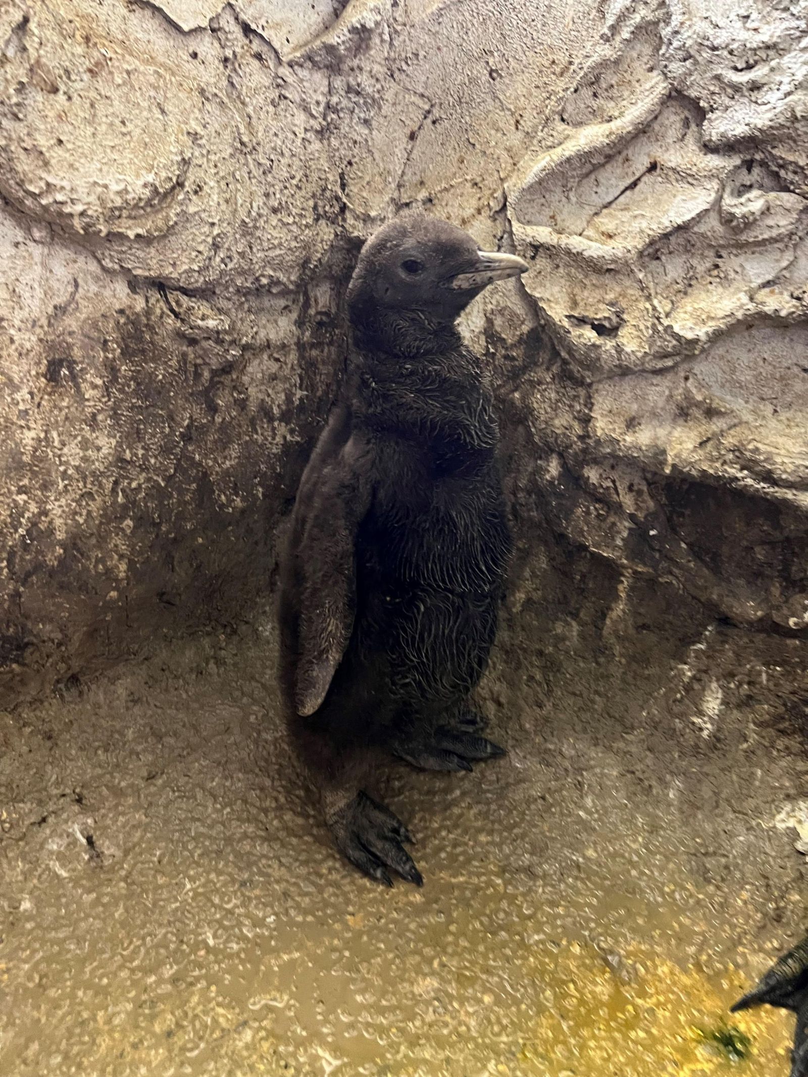 La cría que ha nacido en Selwo