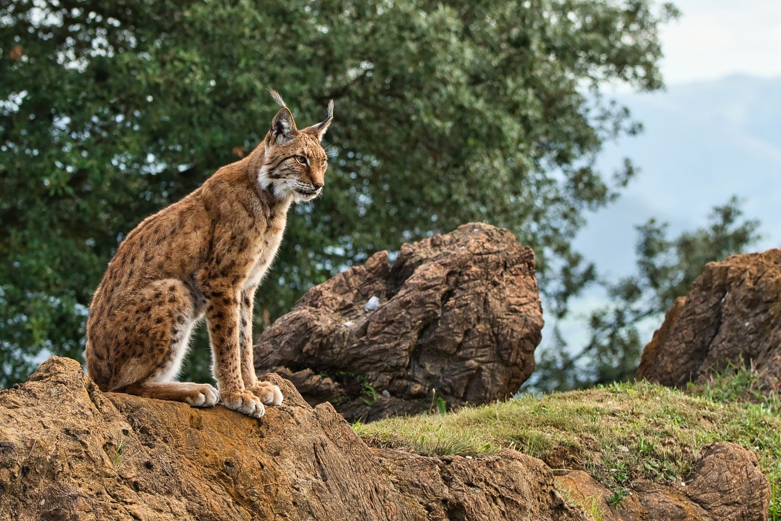 El lince ibérico es una de las especies más protegidas, con sanciones más altas, en España