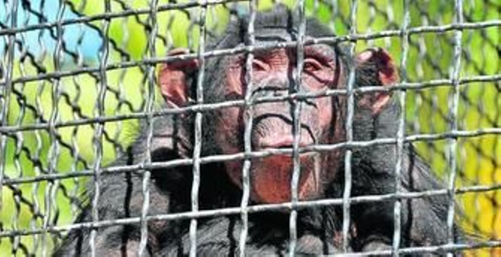 'Homer', uno de los cimpancés del Zoológico de Jerez.