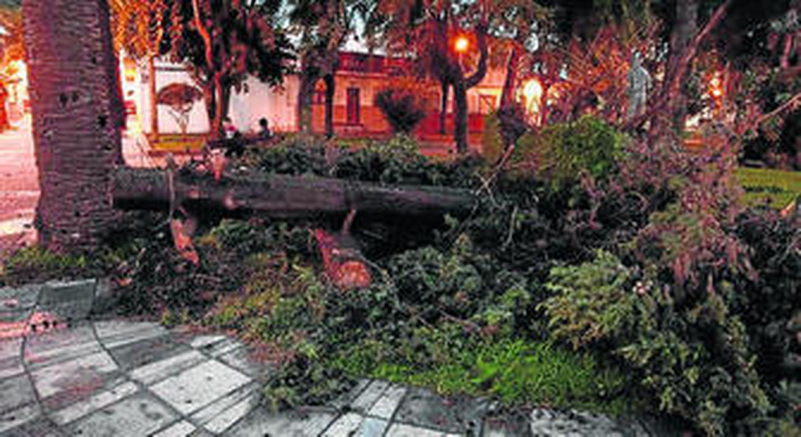 Árboles arrancados en un parque de La Estación.