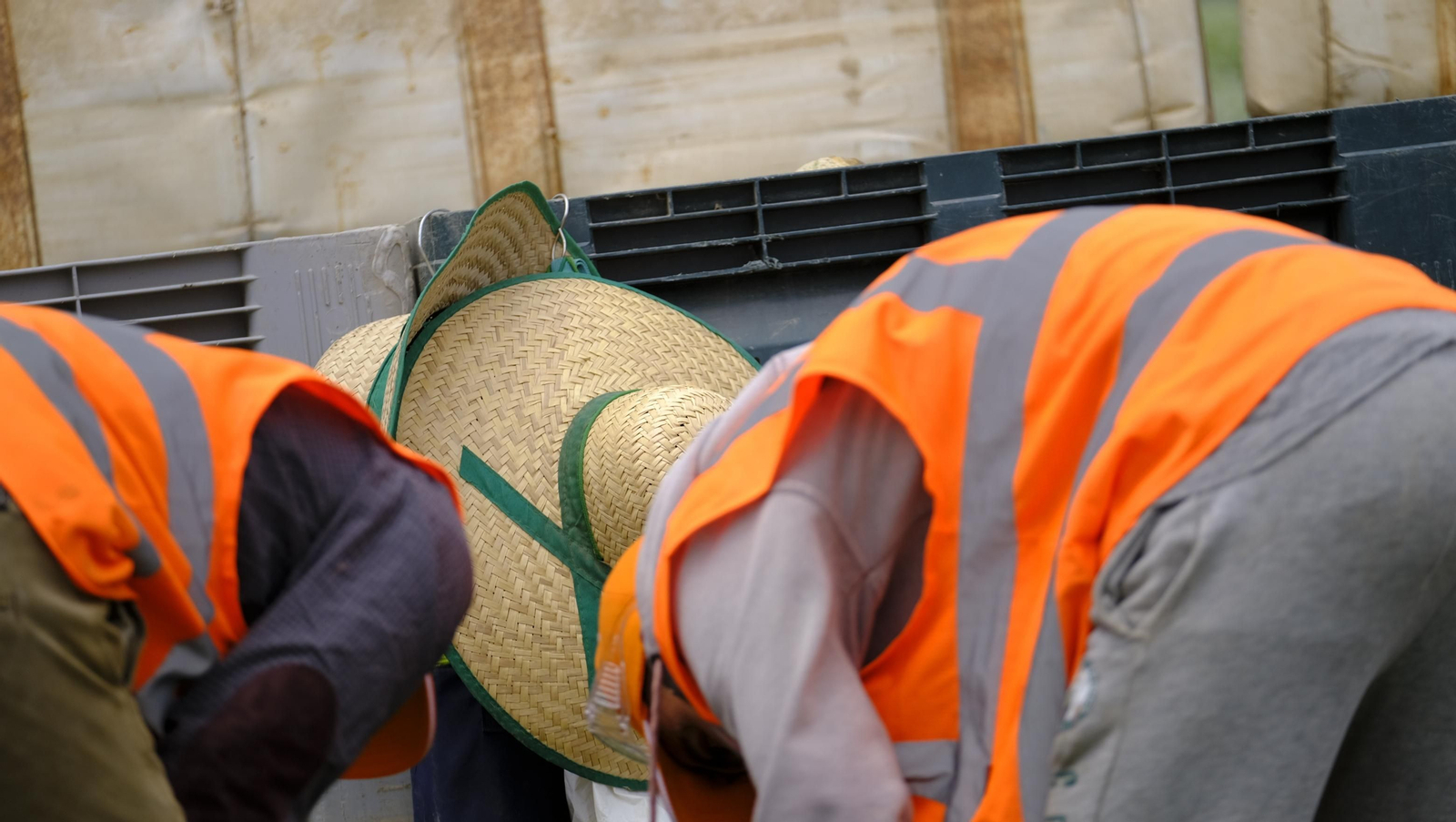 La sandía y el melón de Huércal Overa, manjares en imágenes