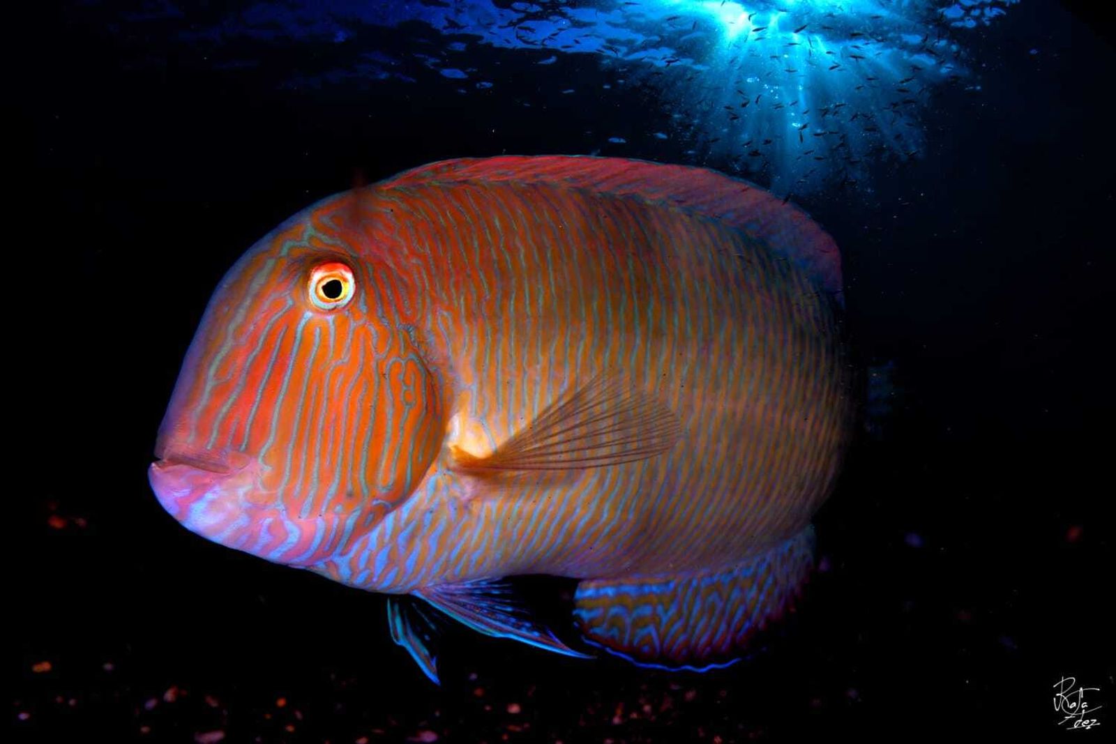 La Herradura acoge este fin de semana el Campeonato de Andalucía de Fotografía Submarina