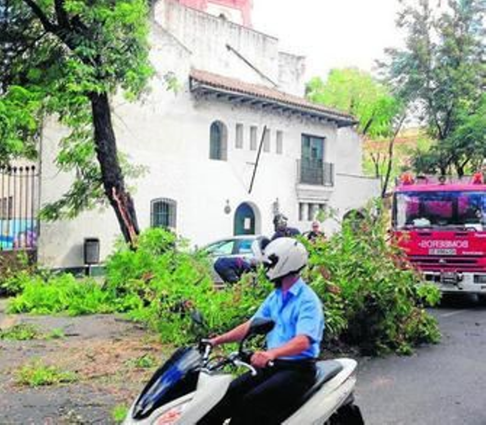 El viento de ayer derribó una gran rama en la calle Palos de la Frontera.