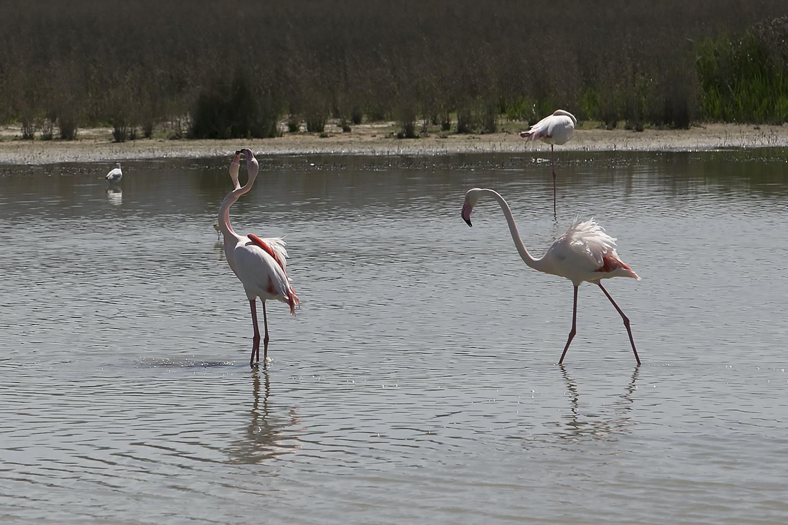 Flamencos en la laguna de Fuente de Piedra.