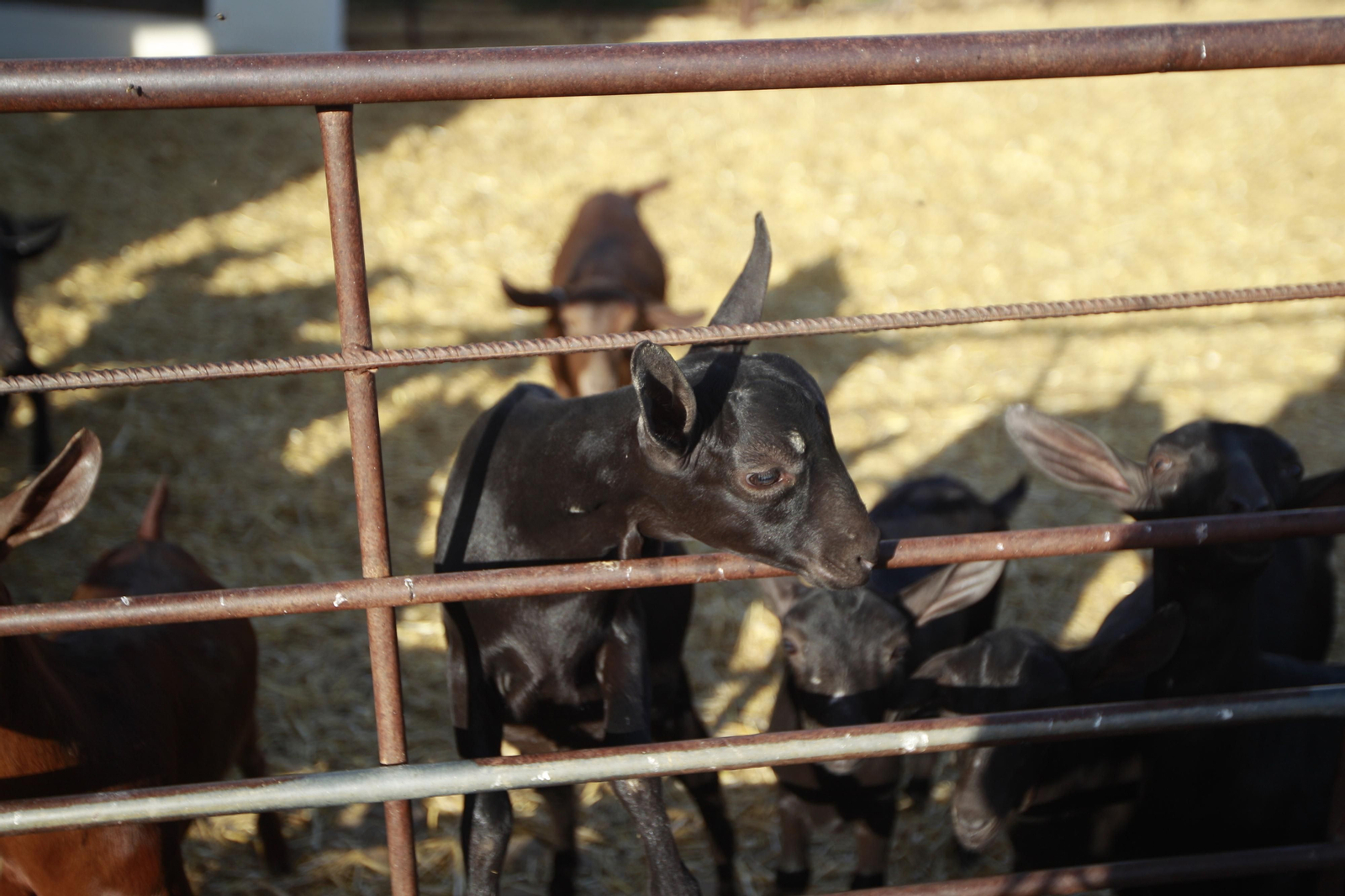 Cati Guirao, una ganadera hecha a sí misma, en imágenes