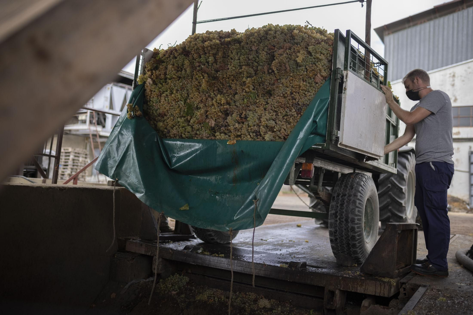 Imágenes de la vendimia en el Condado de Huelva