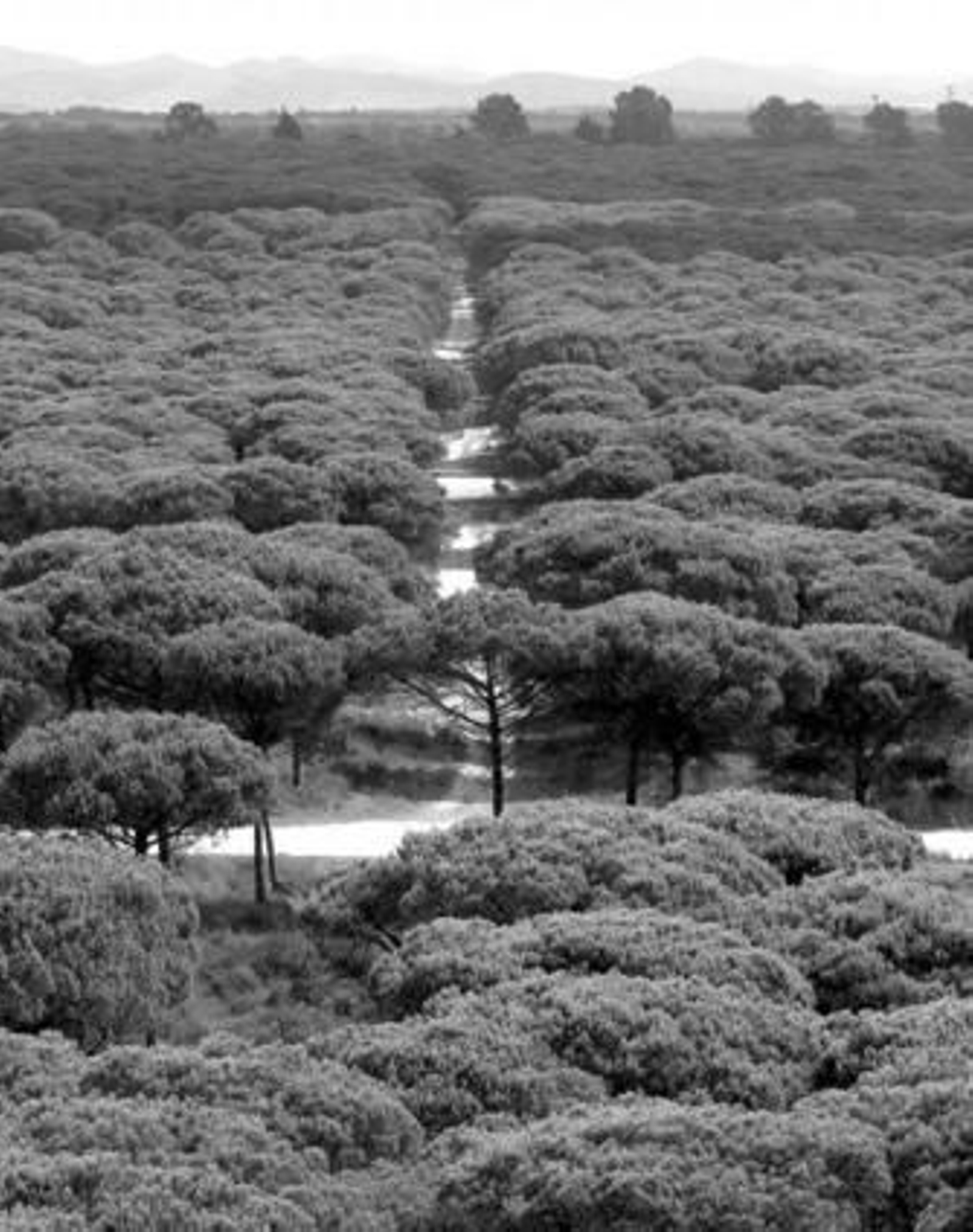 El Pinar de Hierro es la masa forestal más amplia del litoral gaditano, según Medio Ambiente.