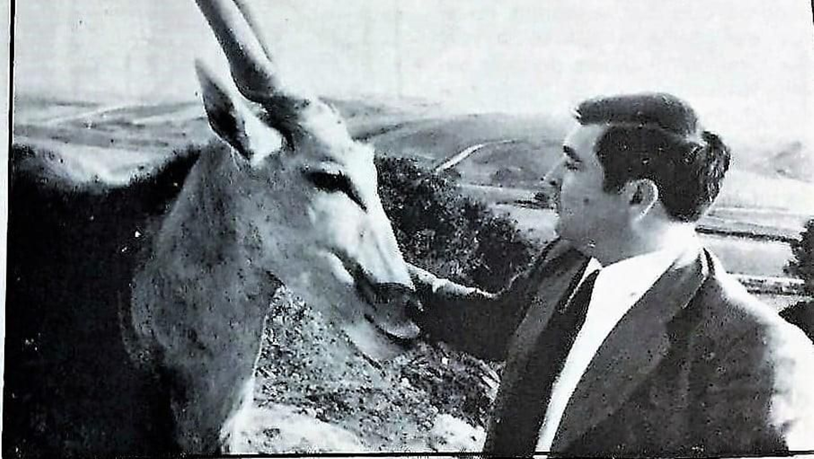 Un hombre acaricia a un eland en el Autosafari andaluz, en los años 70. Un hombre acaricia a un eland en el Autosafari andaluz, en los años 70.