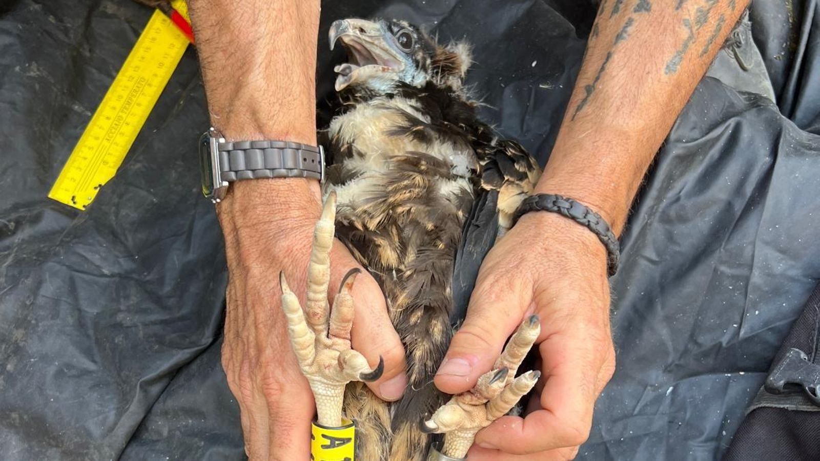 Anillamiento alimoches.