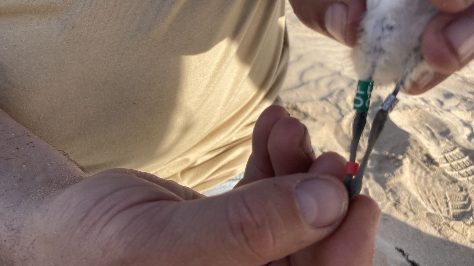 Un experto muestra las anillas de uno de los pollos.