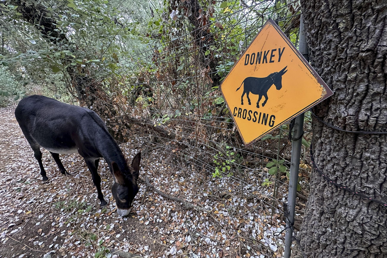 Uno de los burros bomberos comiendo el pasto de Doñana.