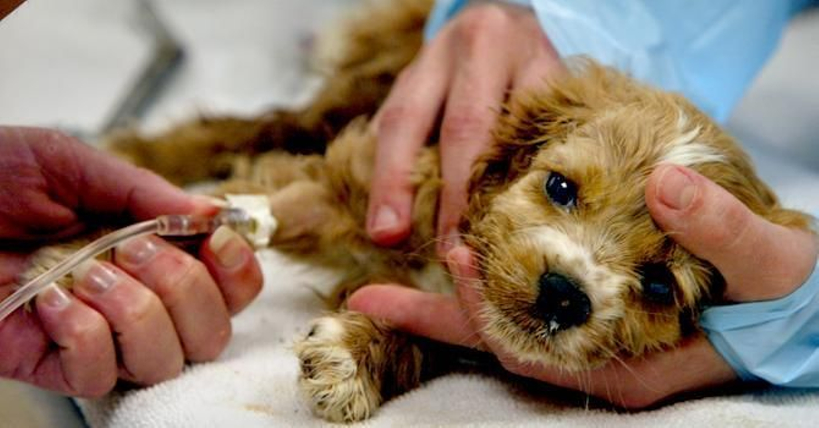 Un brote de parvovirus obliga a cerrar un parque canino en Sevilla