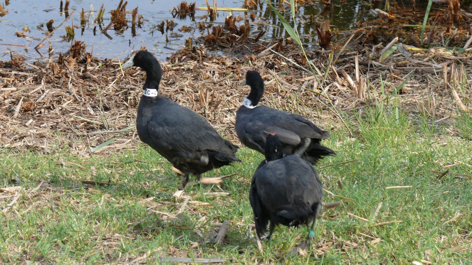 Las imágenes de la suelta de fochas cornudas y porrones pardos