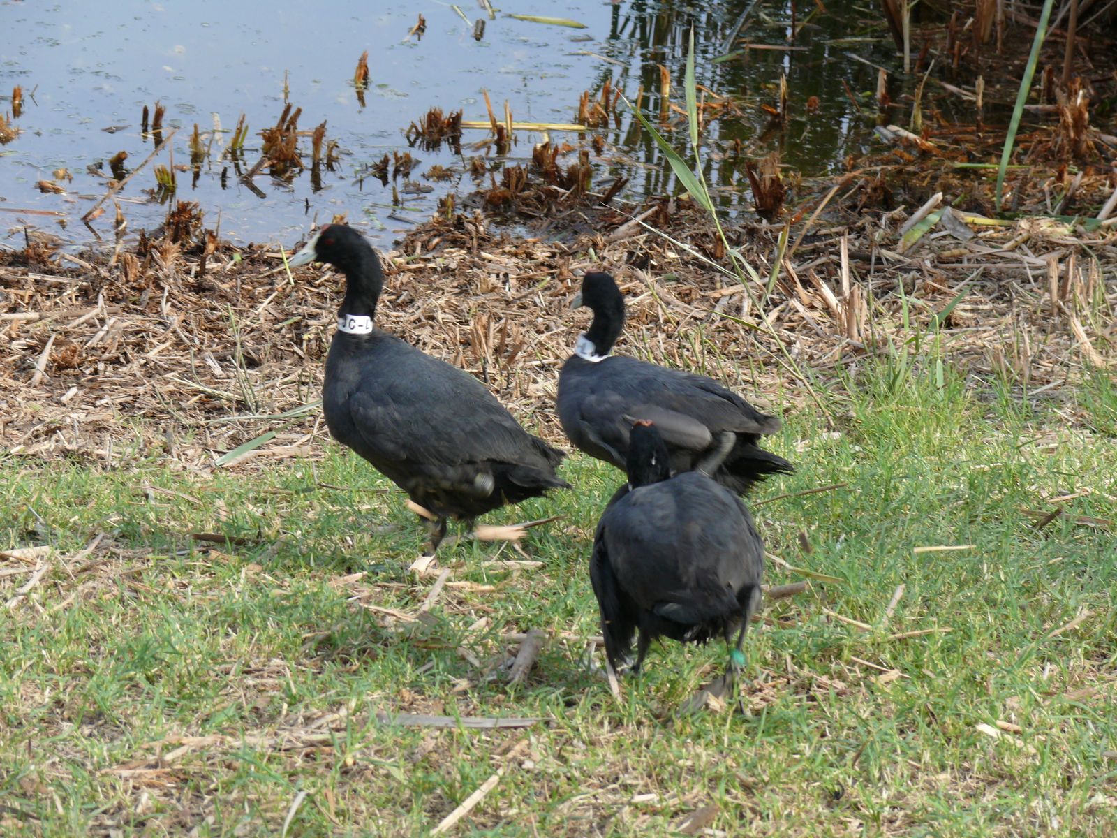 Las imágenes de la suelta de fochas cornudas y porrones pardos