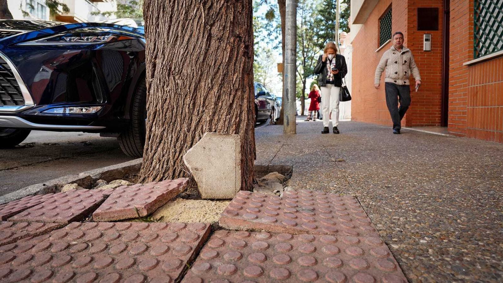 Acerado levantado a causa de las raíces.