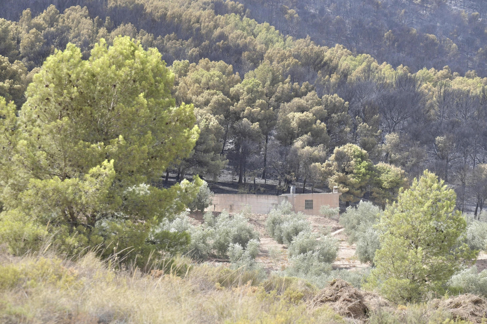 Las imágenes del incendio de Granada que causa terror en la provincia