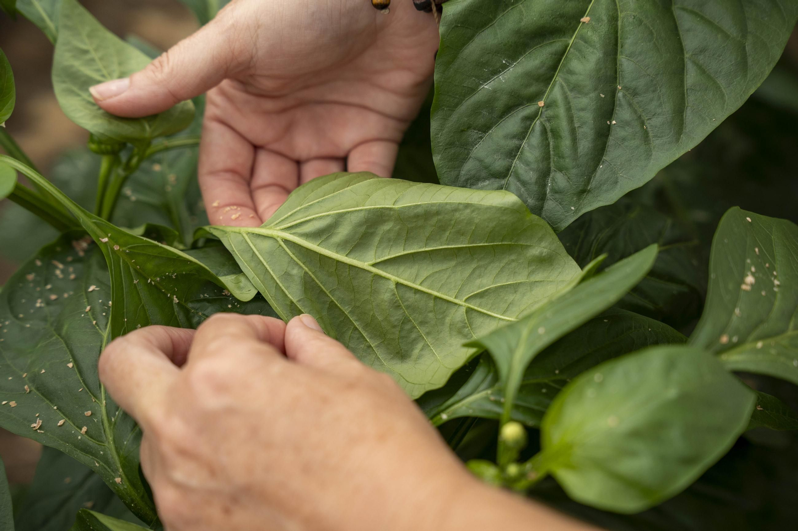 Las imágenes de la suelta de bichos depredadores para la lucha biológica en invernadero por Agrobio