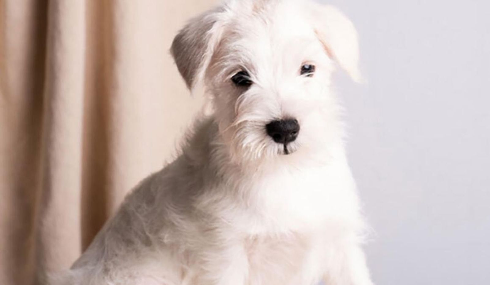 ¿Buscas una mascota en Sevilla? Mejores sitios para conseguirla