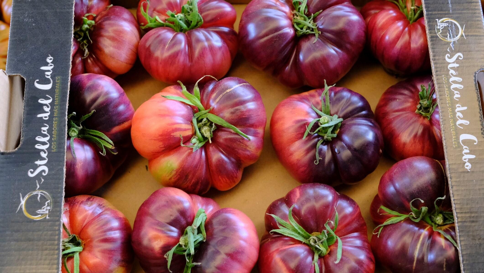 Vea cómo son los tomates almerienses de 'Stella del Cabo'