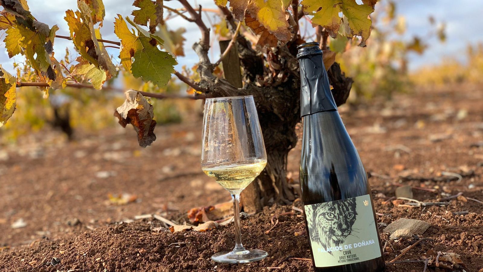 Cava de Privilegio del Condado