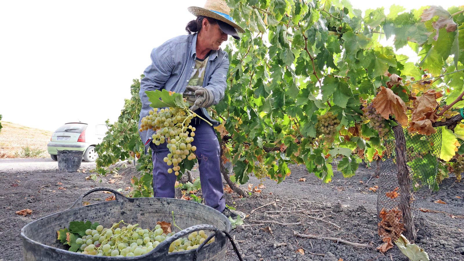 Una jornalera deposita los racimos de la uva palomino de Barbadillo en un capacho.