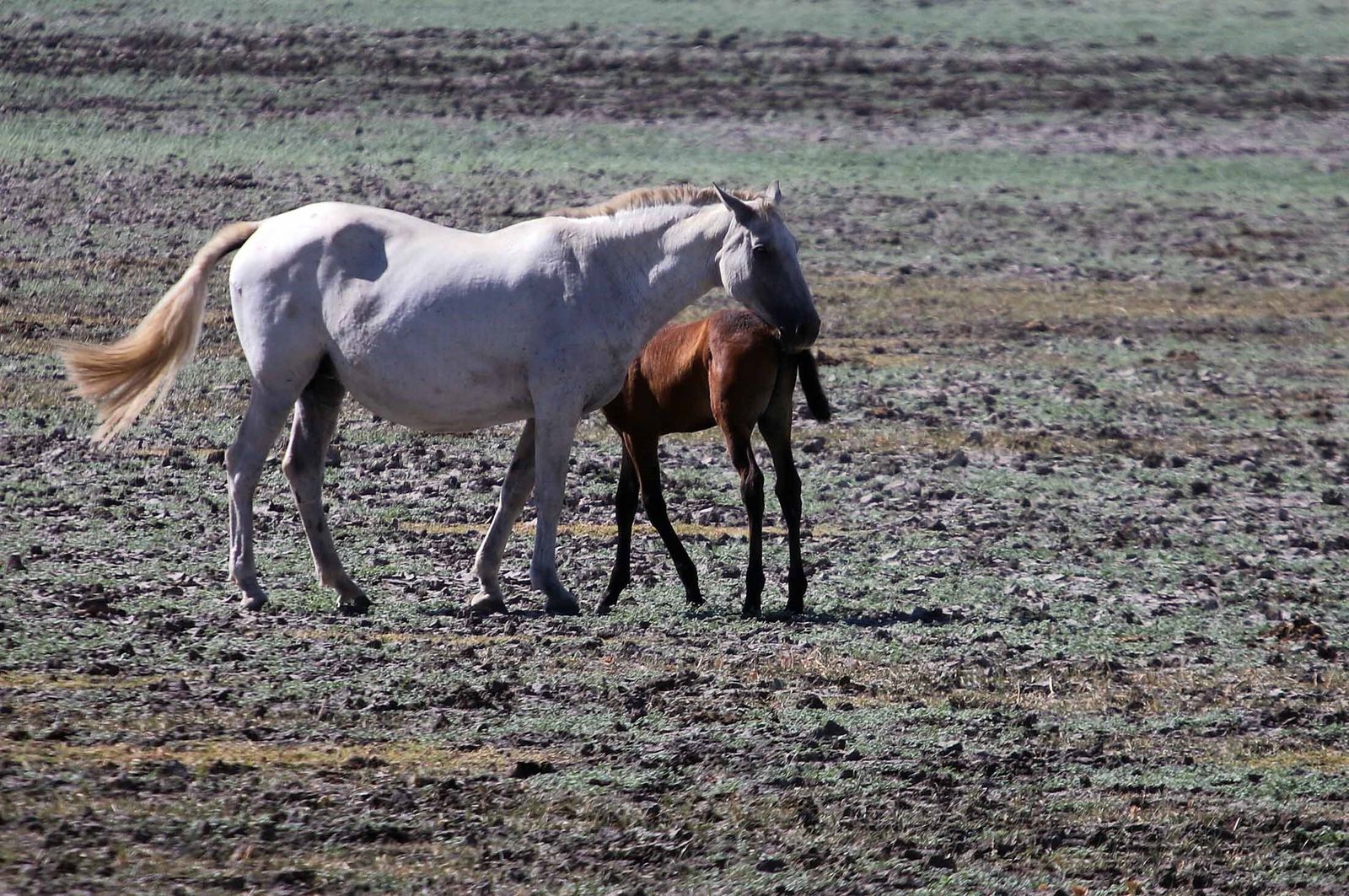 La marisma junto a la ermita de El Rocío seca, en imágenes